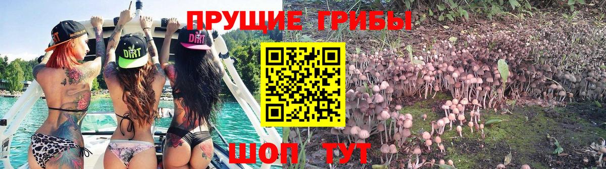 Псилоцибиновые грибы Psilocybine cubensis  Вход с VPN  Котельники  Псилоцибиновые грибы Cubensis 